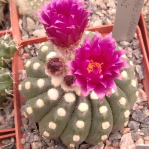 Notocactus uebelmanianus f. inermis -seeds-насіння-