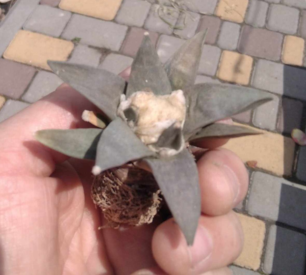 Аriocarpus refusus v. furfursceus GL89.1 -Mesa Garden-