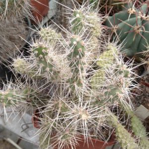 Cylindropuntia boliviana -пагони-