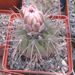 Gymnocalycium spegazzinii v. horyzontalonium -s