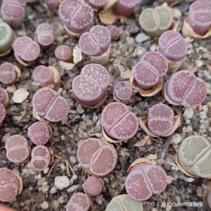 lithops salicola bacchus
