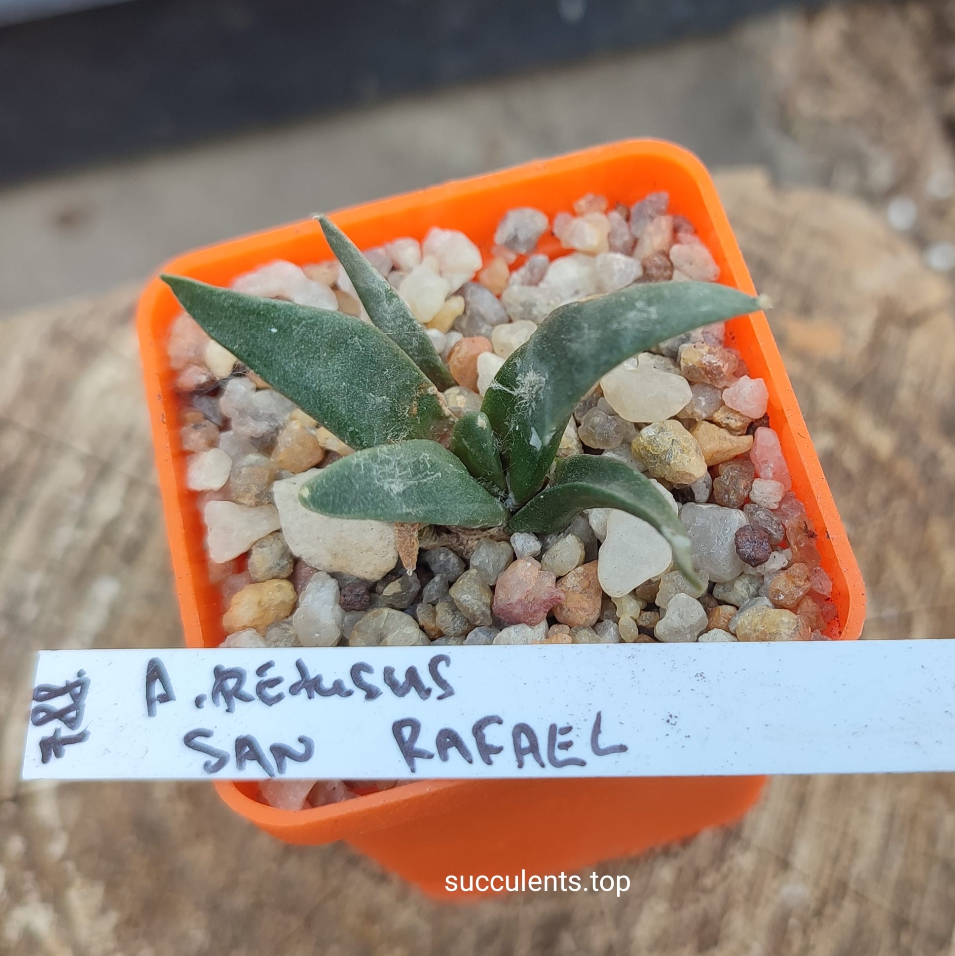 ariocarpus retusus San Rafael