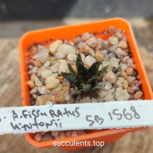 ariocarpus fissuratus hintonii SB1568