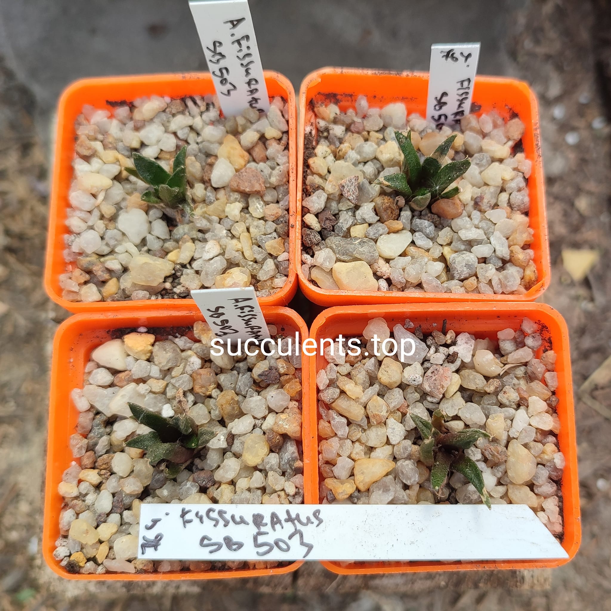 ariocarpus fissuratus SB503