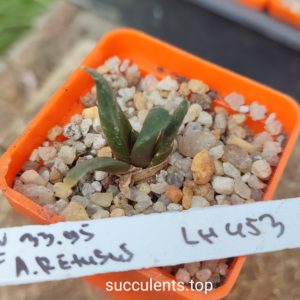 ariocarpus retusus LH453