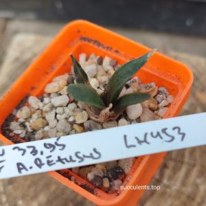 ariocarpus retusus LH453