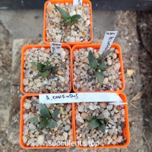 ariocarpus confusus