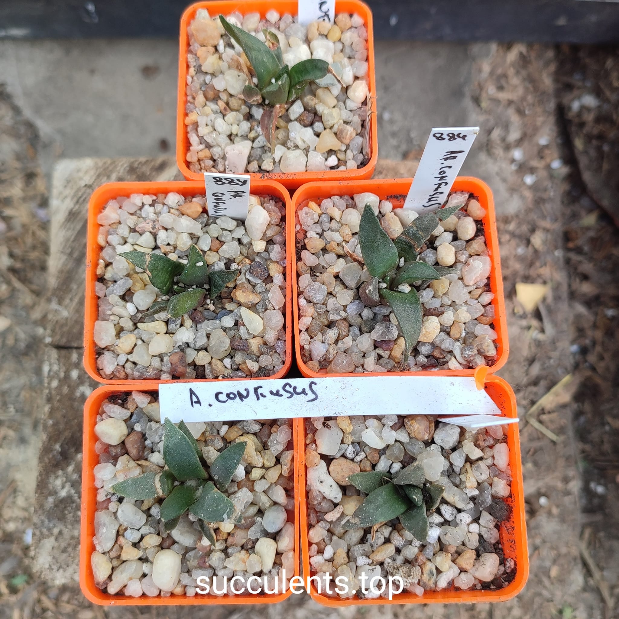 ariocarpus confusus