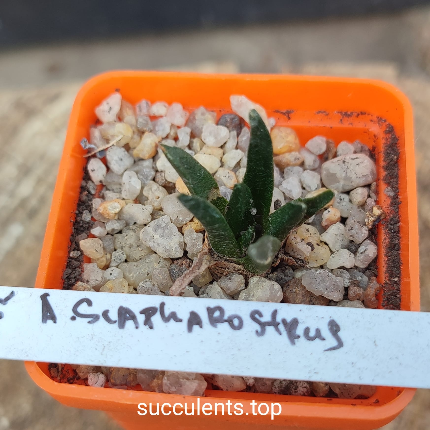 ariocarpus scapharostrus