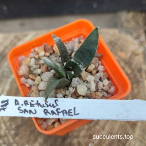 ariocarpus retusus San Rafael
