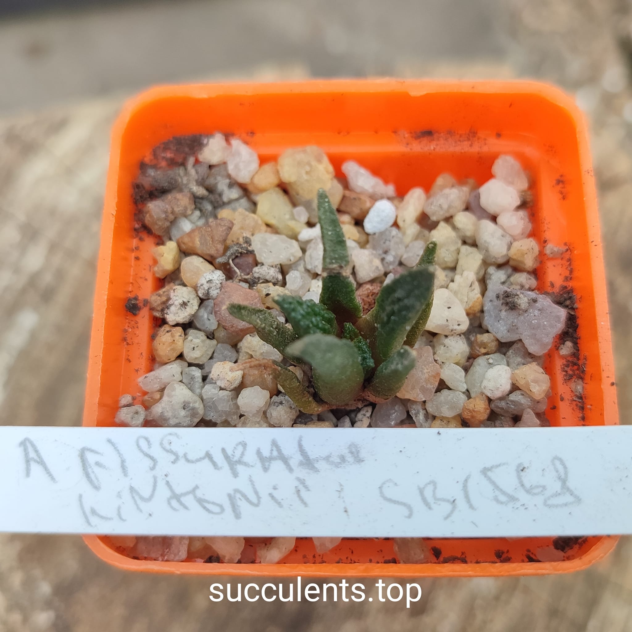 ariocarpus fissuratus hintonii