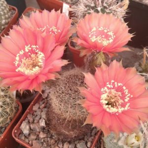 Lobivia rebutioides R219 -MG- s