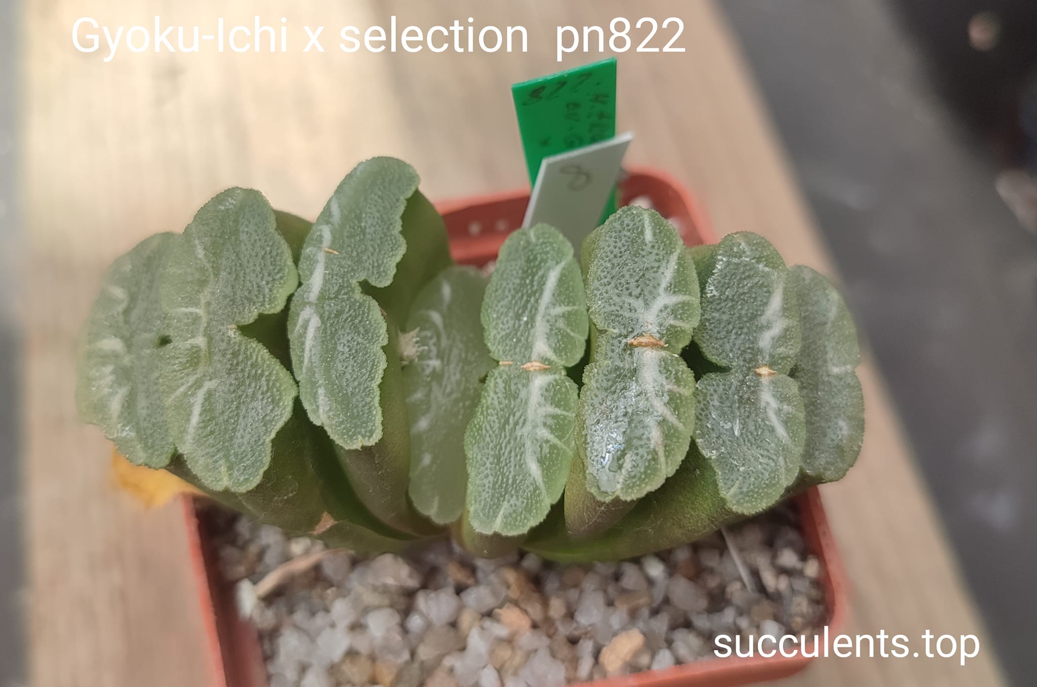 haworthia truncata selection pn822