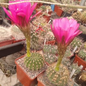 Pseudolobivia kermesina -seeds-насіння-