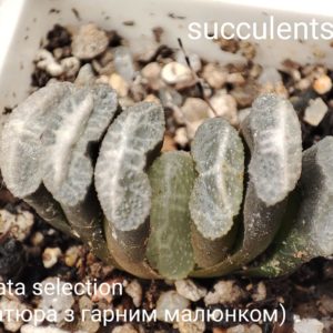 haworthia truncata selection mini