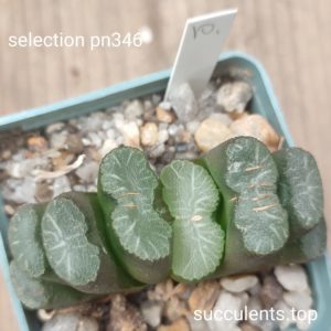 haworthia truncata PN346