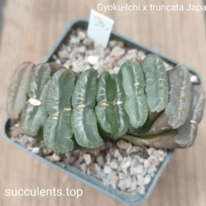 haworthia truncata Gyoku-ichi x truncata Japan