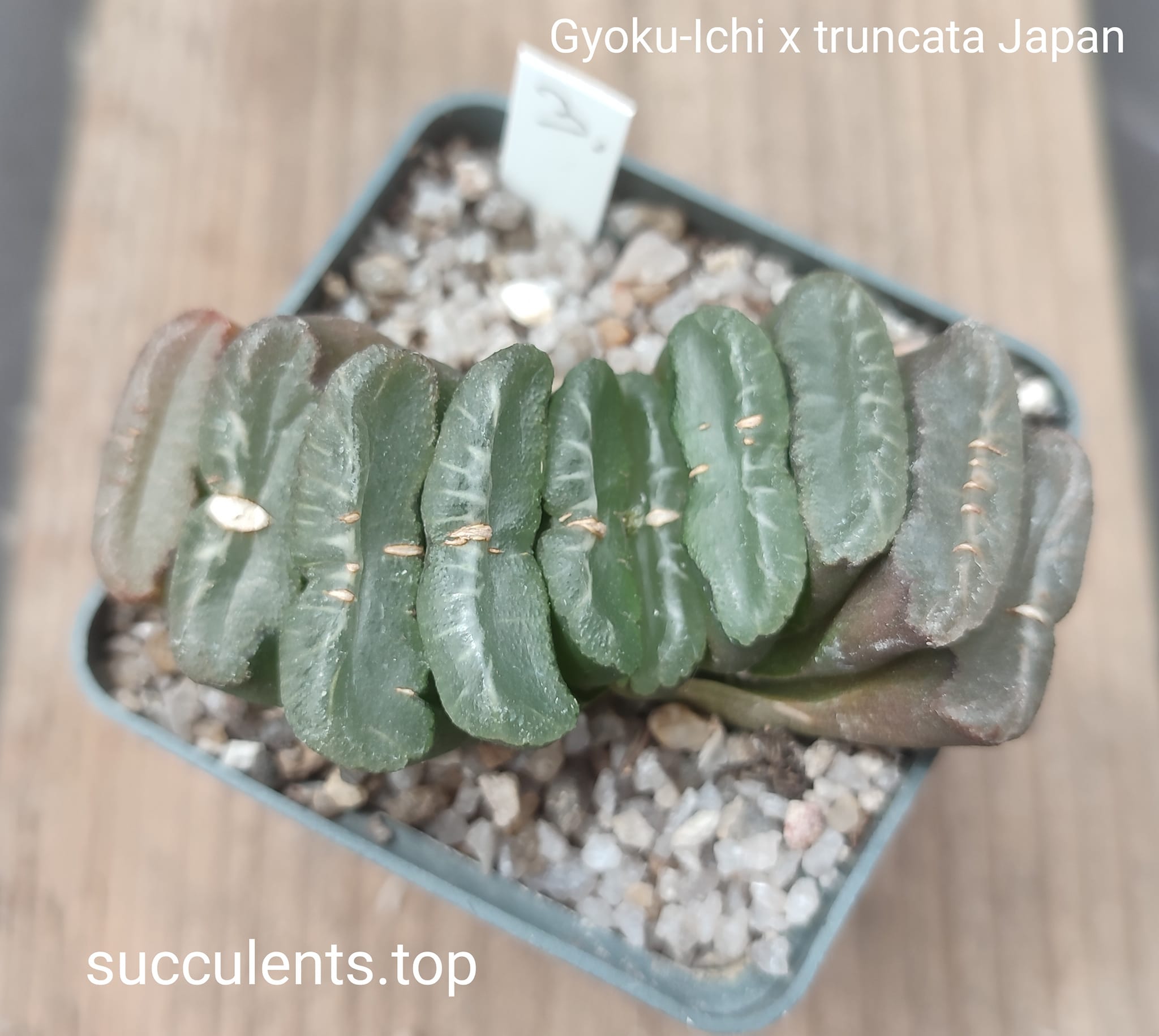 haworthia truncata Gyoku-ichi x truncata Japan