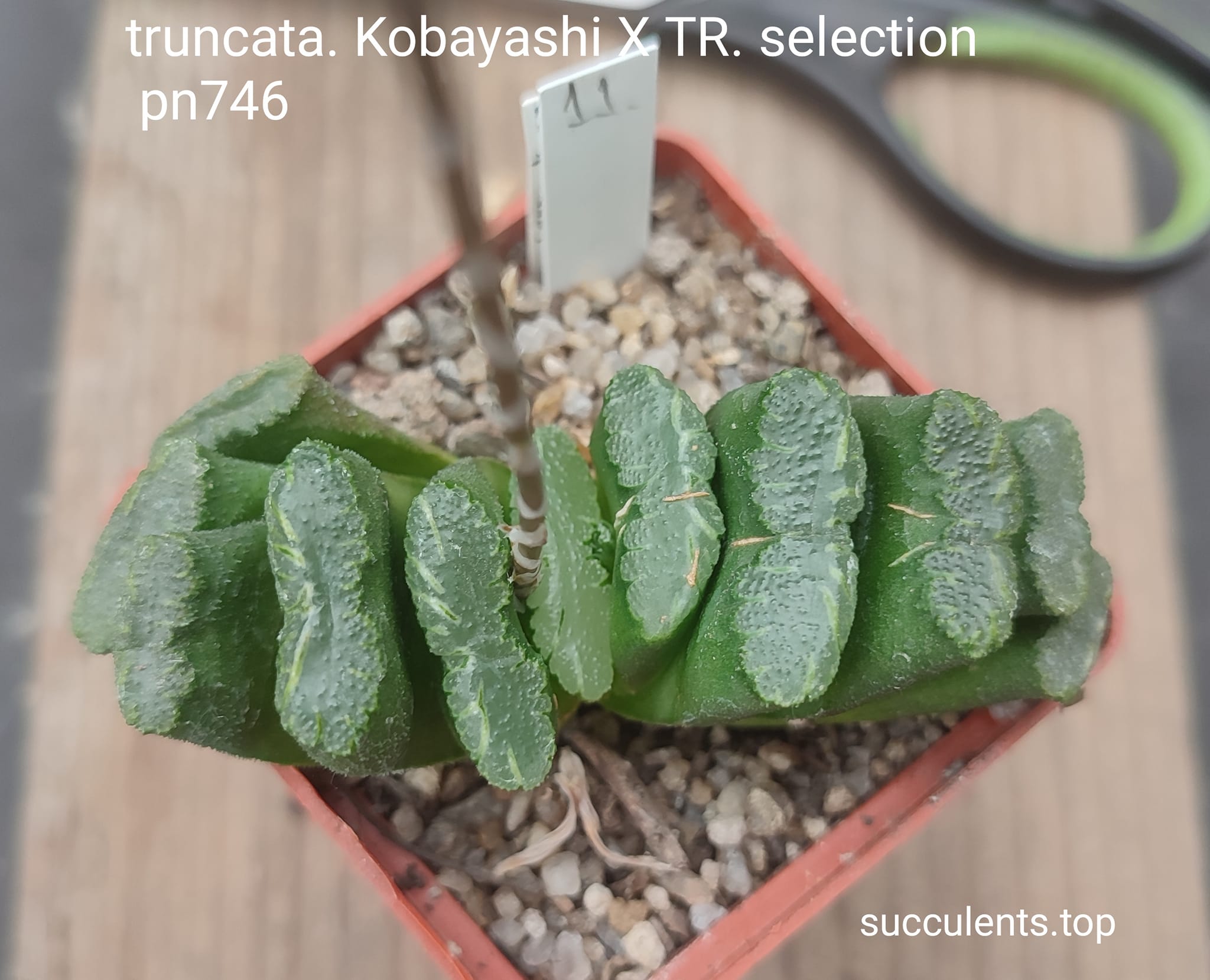 haworthia truncata kobayayshi x truncata selection pn746