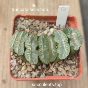 haworthia truncata selection