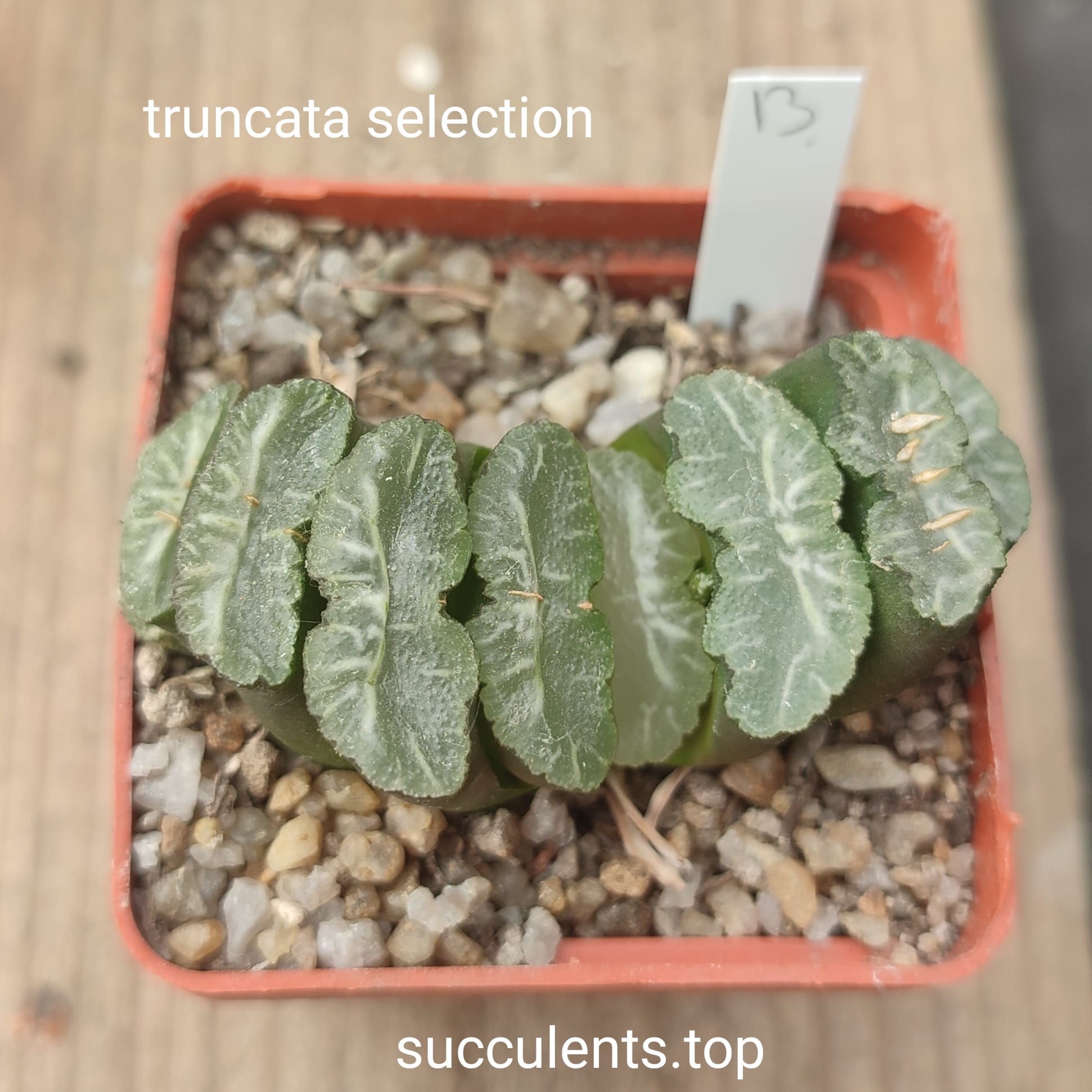 haworthia truncata selection