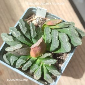 haworthia truncata Japan x truncata