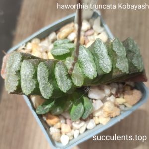 haworthia truncata Kobayashi