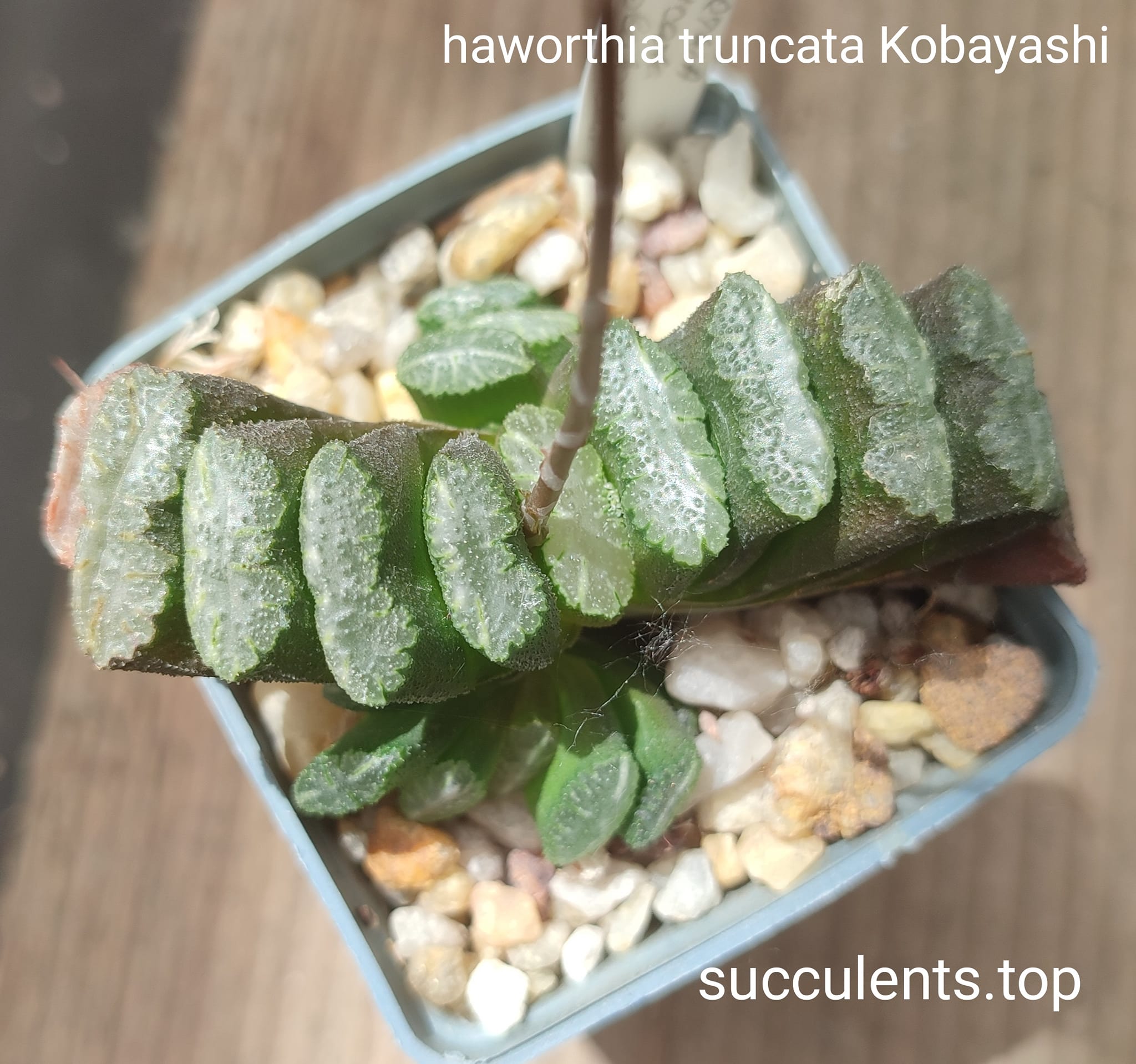 haworthia truncata Kobayashi