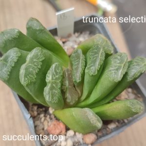 haworthia truncata selection