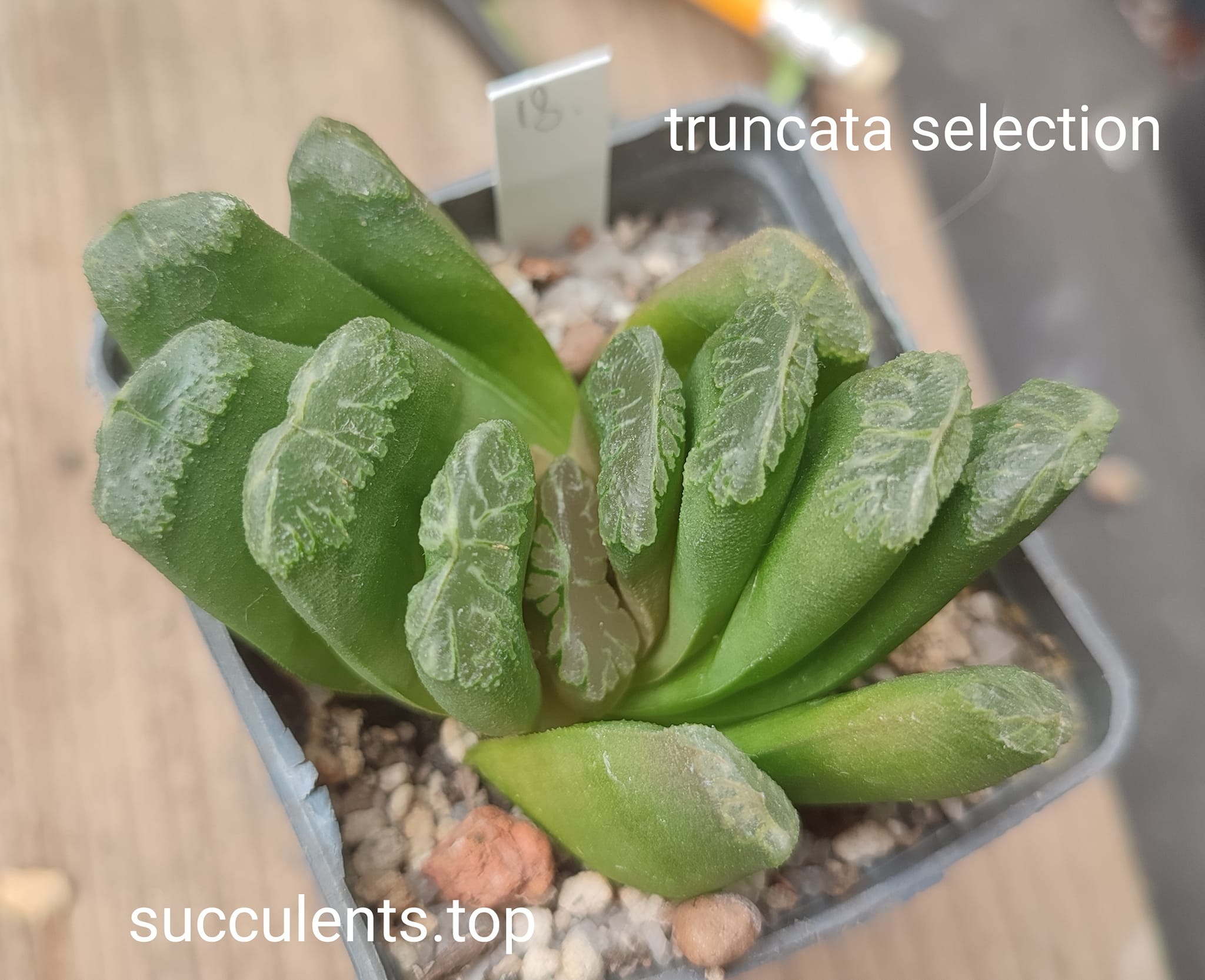 haworthia truncata selection