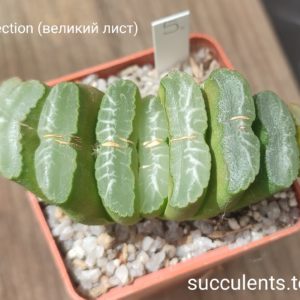 haworthia truncata selection