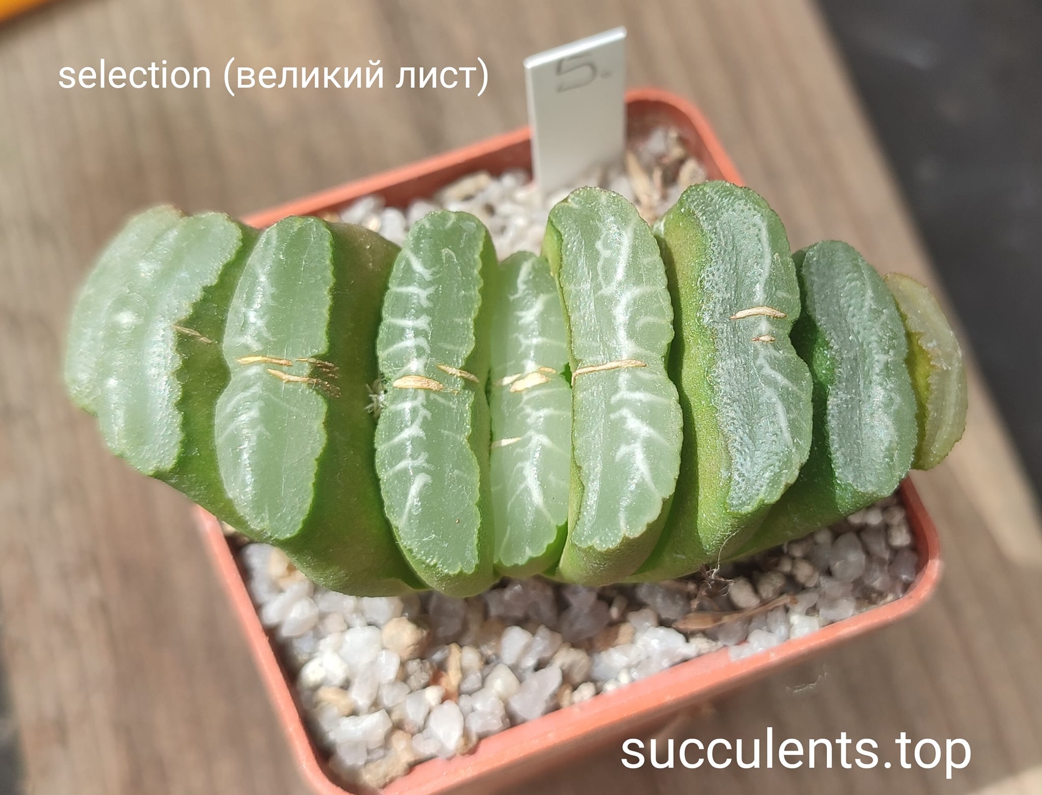 haworthia truncata selection