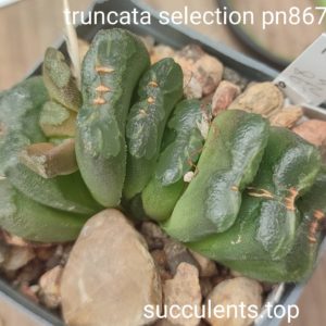 haworthia selection pn867