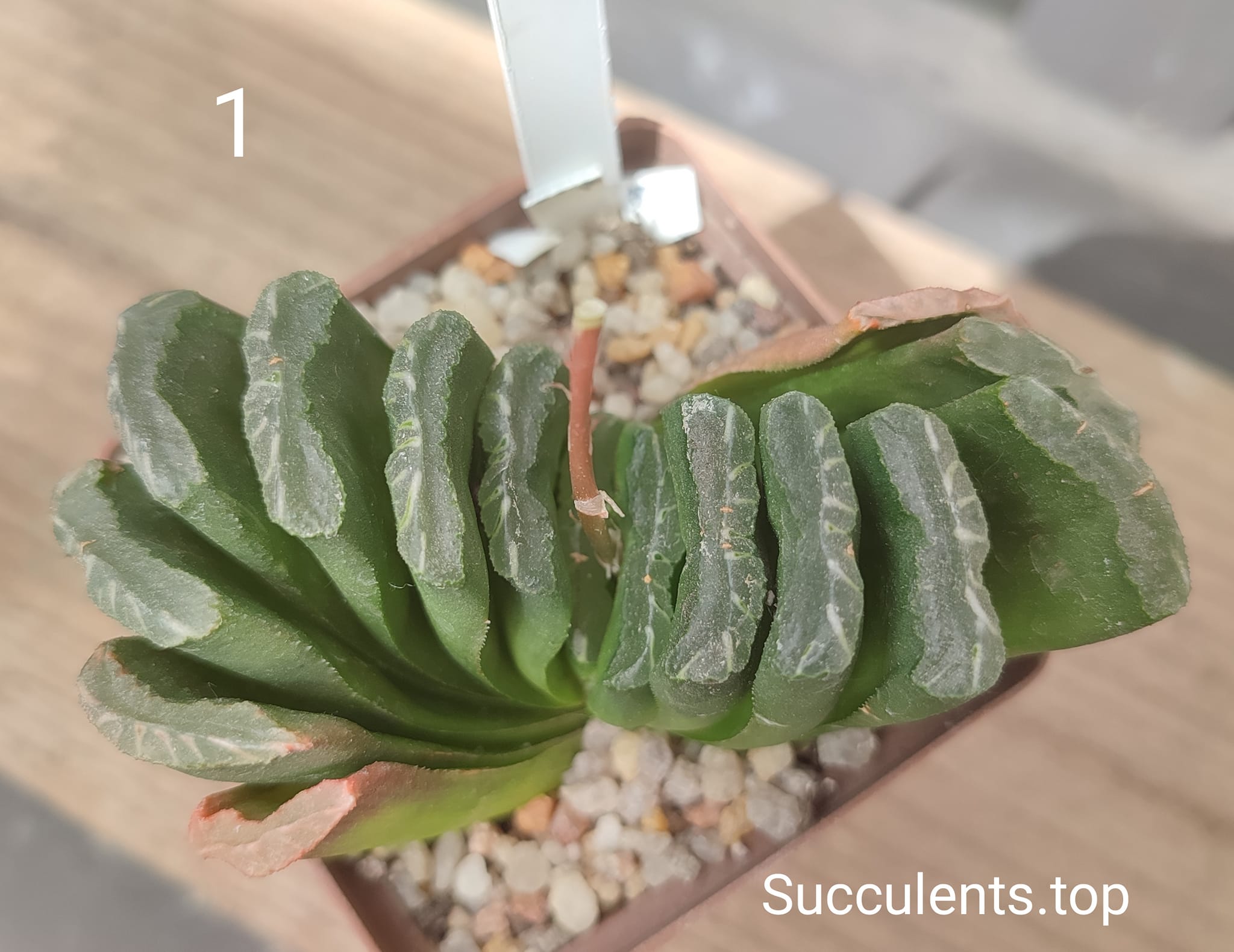 haworthia truncata
