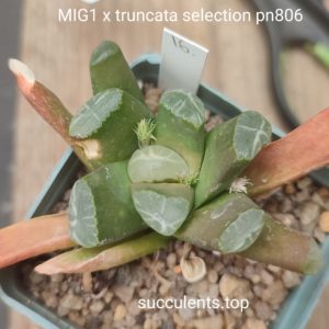 haworthia MIG1 x truncata selection pn806