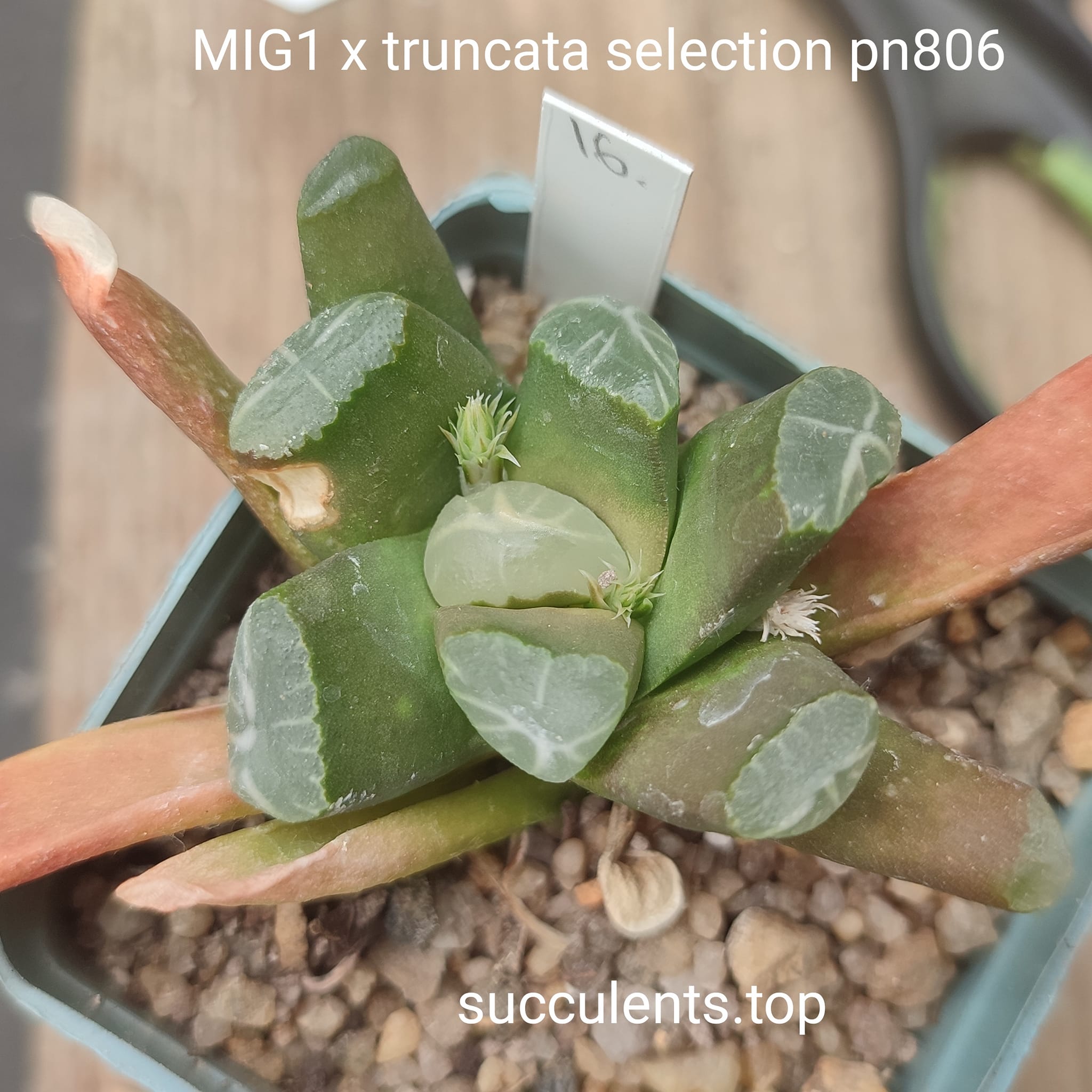 haworthia MIG1 x truncata selection pn806