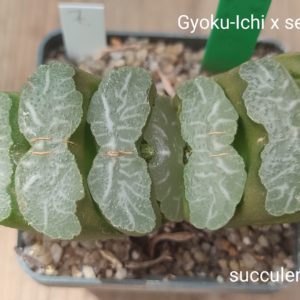 haworthia Gyoku-ishi x truncata selection