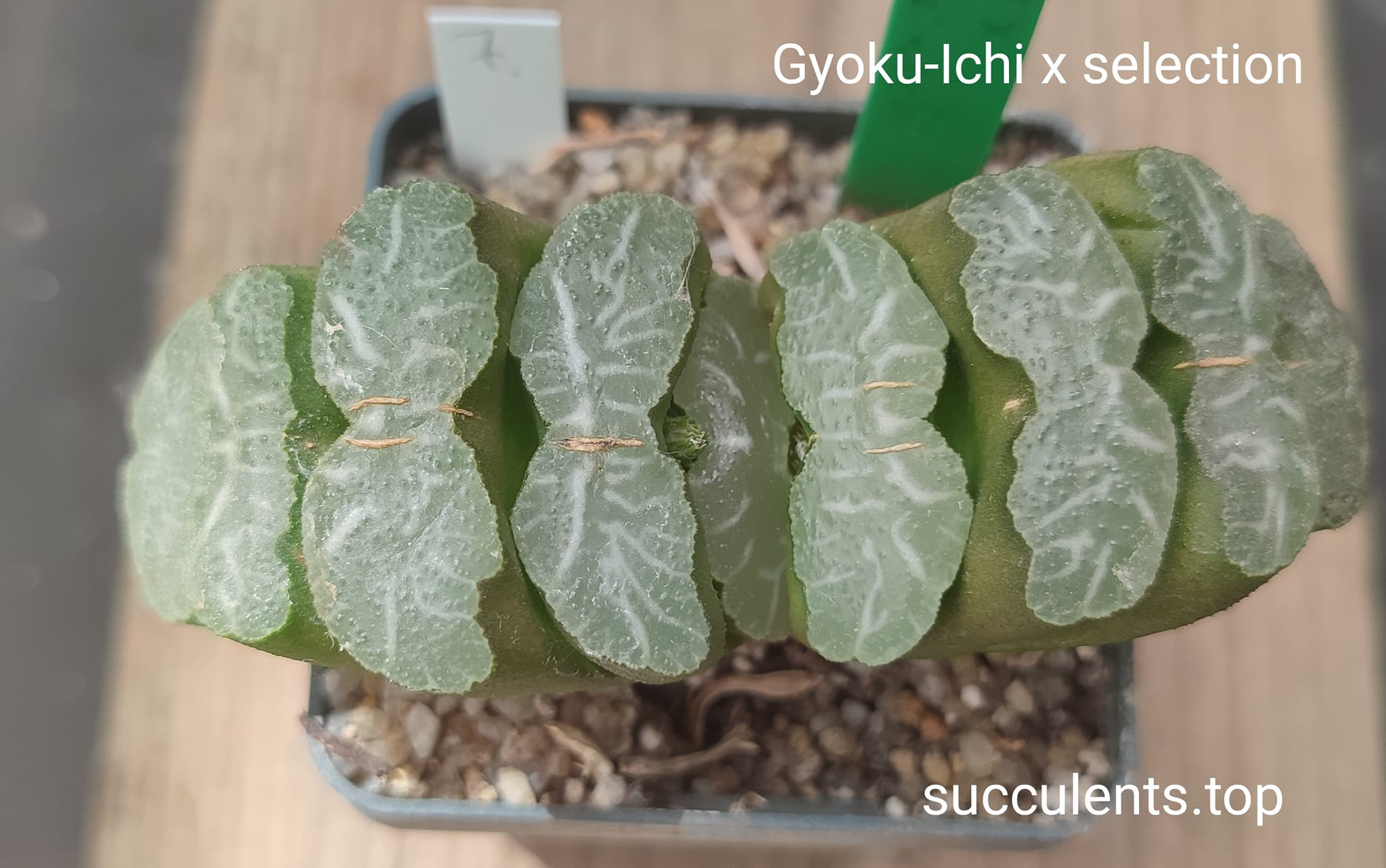 haworthia Gyoku-ishi x truncata selection