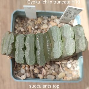 haworthia gyoku-ichi x truncata