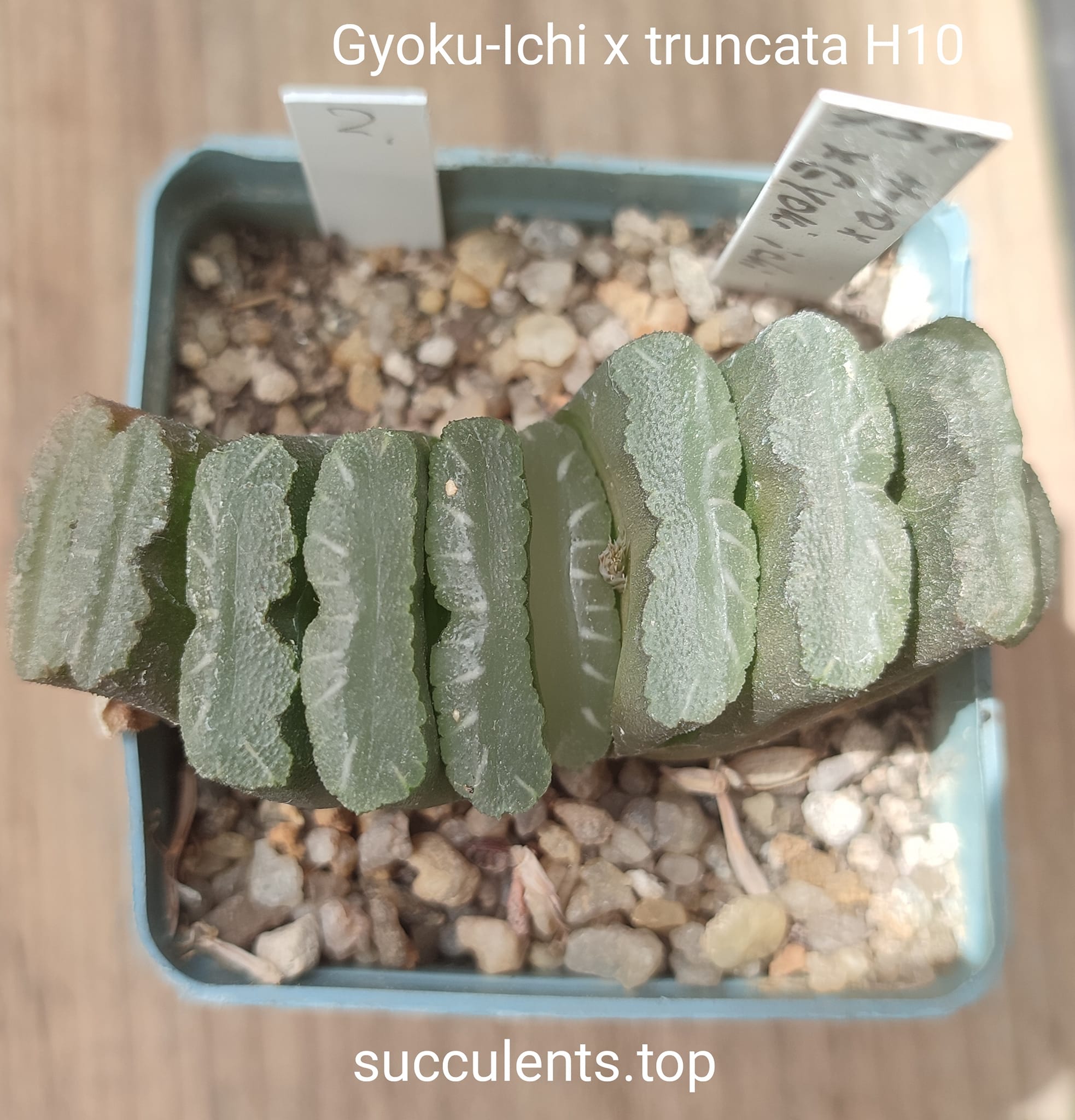 haworthia gyoku-ichi x truncata