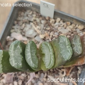 haworthia truncata selection