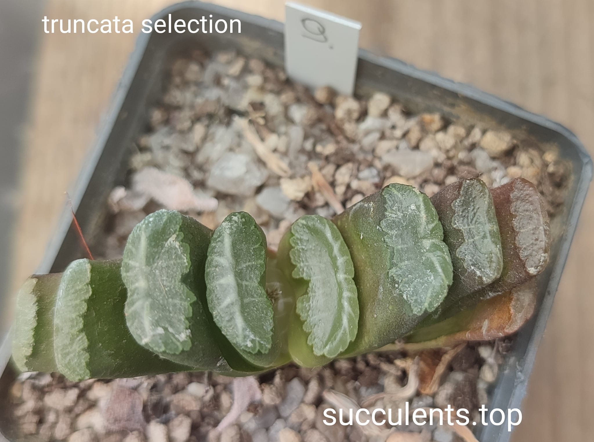 haworthia truncata selection