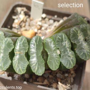 haworthia truncata selection