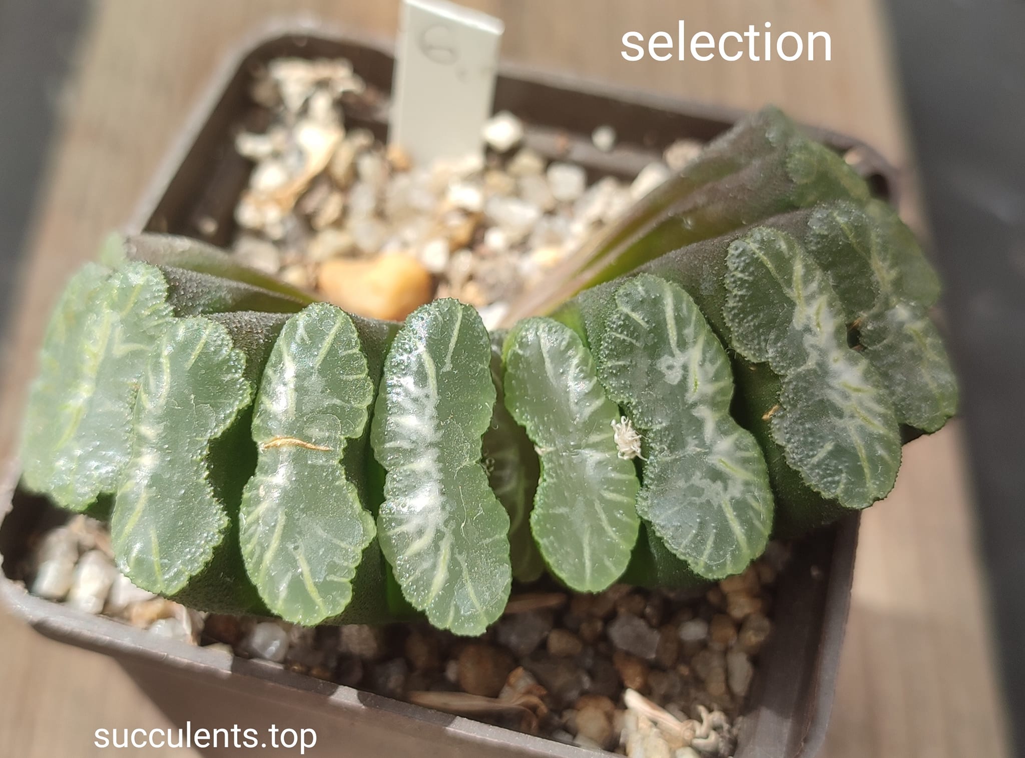 haworthia truncata selection
