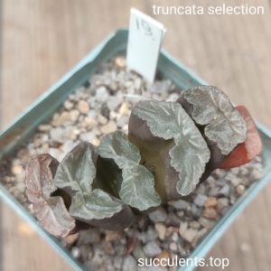 haworthia truncata selection