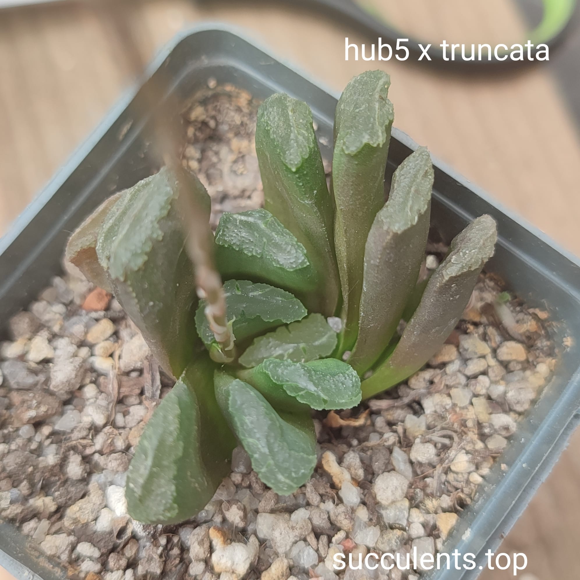 haworthia hub x truncata