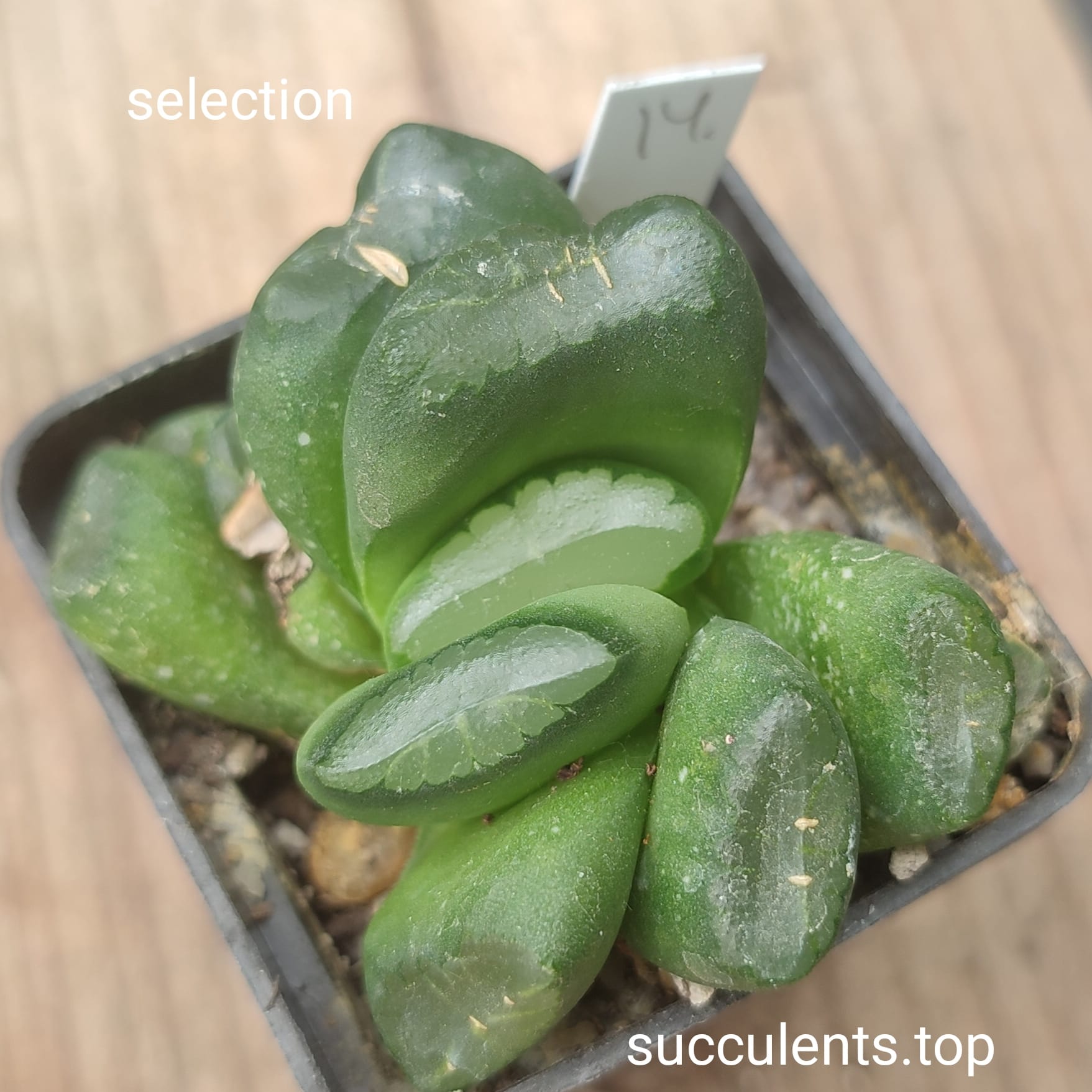 haworthia selection
