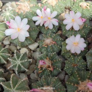 насіння aztekium ritteri 10 seeds