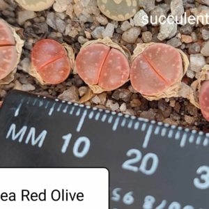 lithops olivacea Red Olive