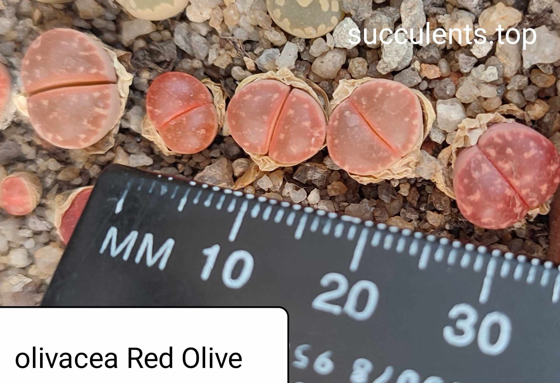 lithops olivacea Red Olive
